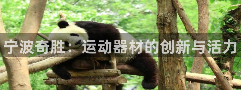 意昂体育4招商电话：宁波奇胜：运动器材的创新与活力
